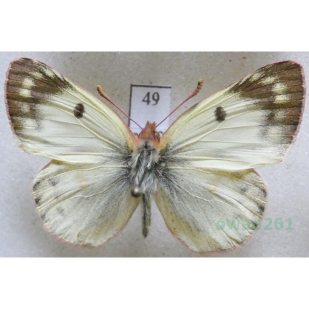 Colias alfacariensis Ribbe, 1905 male Szlaczkoń południowiec Czech49